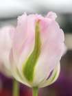 Netherlands-Lisse. Closeup of a soft pink tulip with green streaks. Art Print